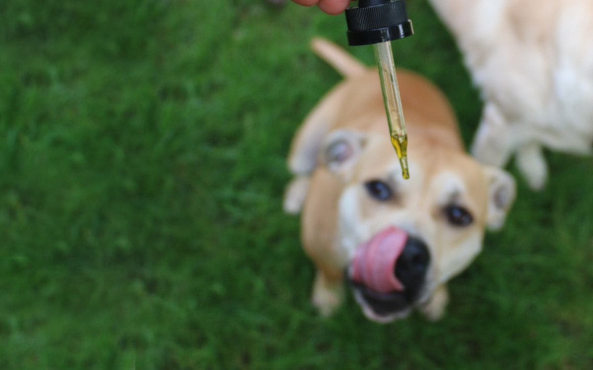 cbd pets – How These Can Accommodate Your Pets