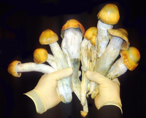 Benefits of Using Penis Envy Mushrooms