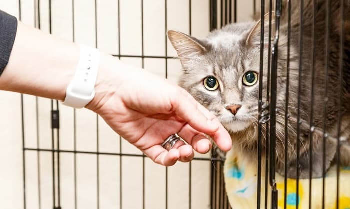 Top Reasons Why Owners Surrender Their Cats to Shelters