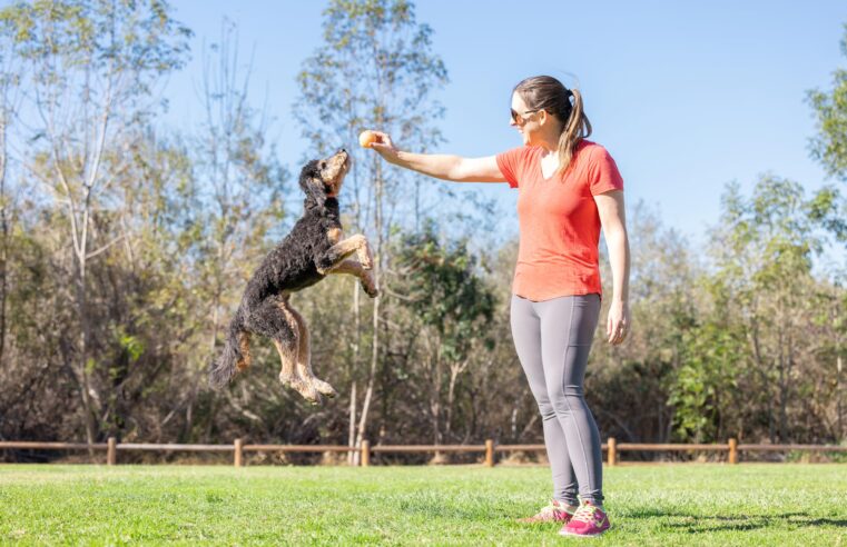 Endless Entertainment: The Benefits of Automated Pet Toys for Active Playtime