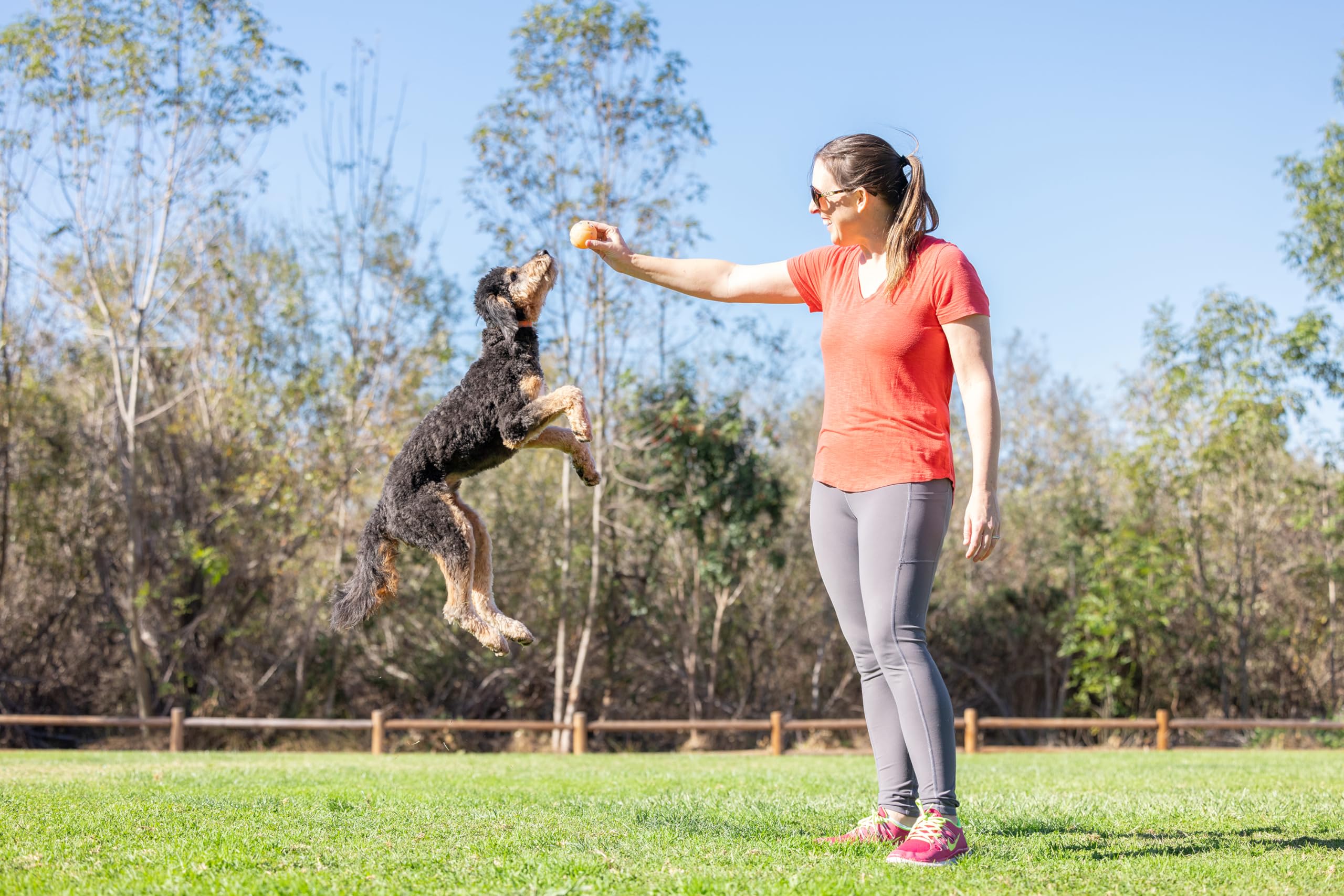 Endless Entertainment: The Benefits of Automated Pet Toys for Active Playtime