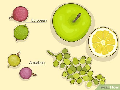 Exploring The Flavor: What Does Gooseberry Taste Like