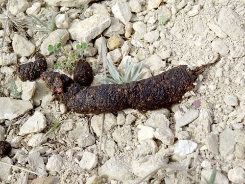Exploring What Skunk Scat Looks Like: A Guide