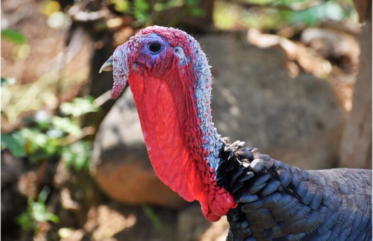 Understanding The Snood On A Turkey: What Is A Snood On A Turkey
