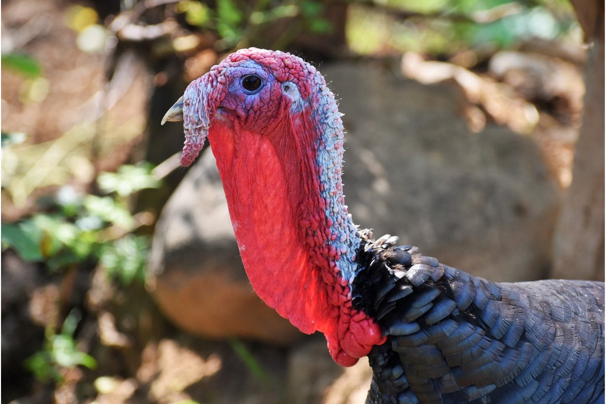 Understanding The Snood On A Turkey: What Is A Snood On A Turkey