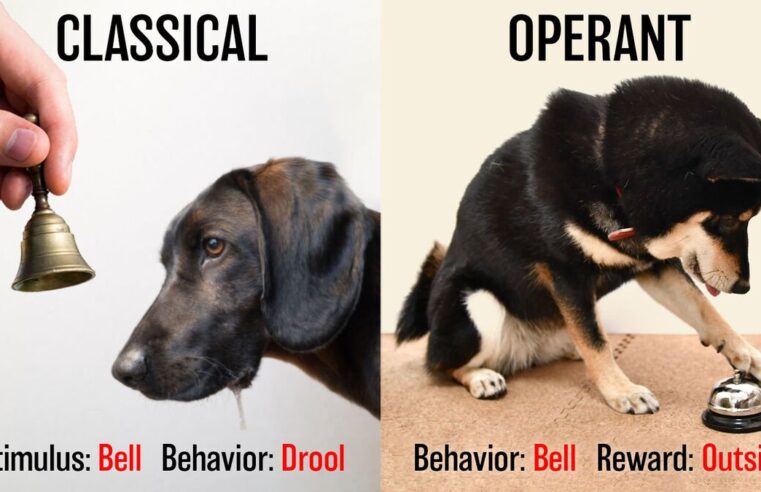 Classical Vs. Operant Conditioning: Difference Unveiled