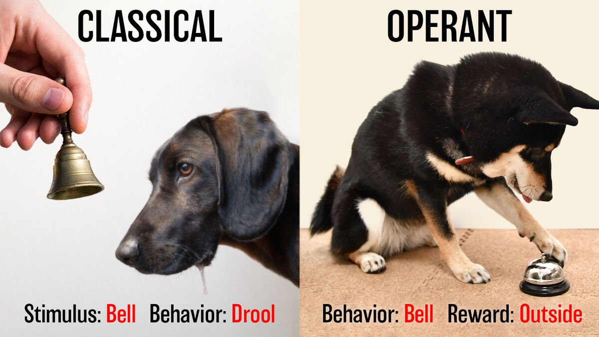 Classical Vs. Operant Conditioning: Difference Unveiled