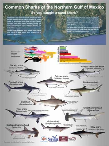 Exploring The Sharks Of The Gulf Of Mexico