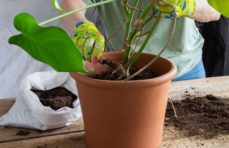 Choosing The Right Size Pot For Monstera: A Comprehensive Guide