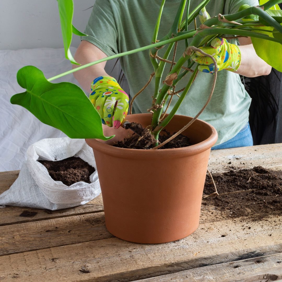 Choosing The Right Size Pot For Monstera: A Comprehensive Guide