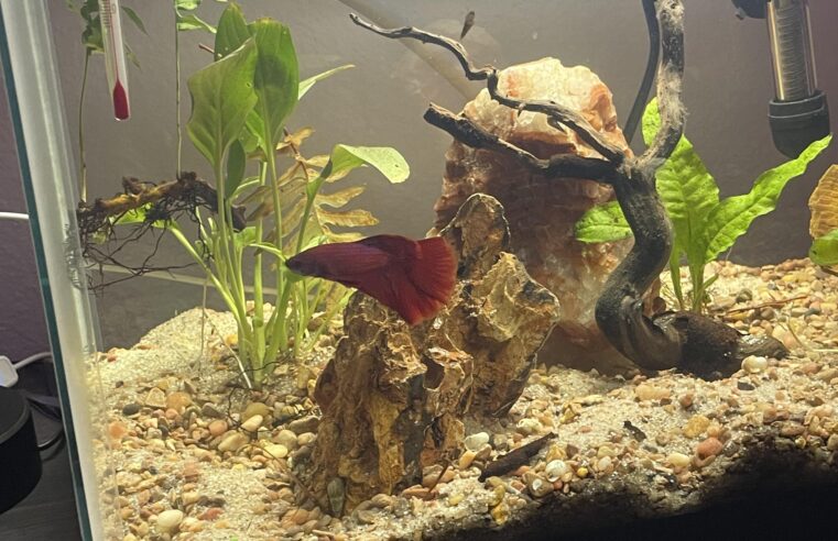 Ideal Tank Size For A Betta Fish: What Size Tank Does A Betta Need