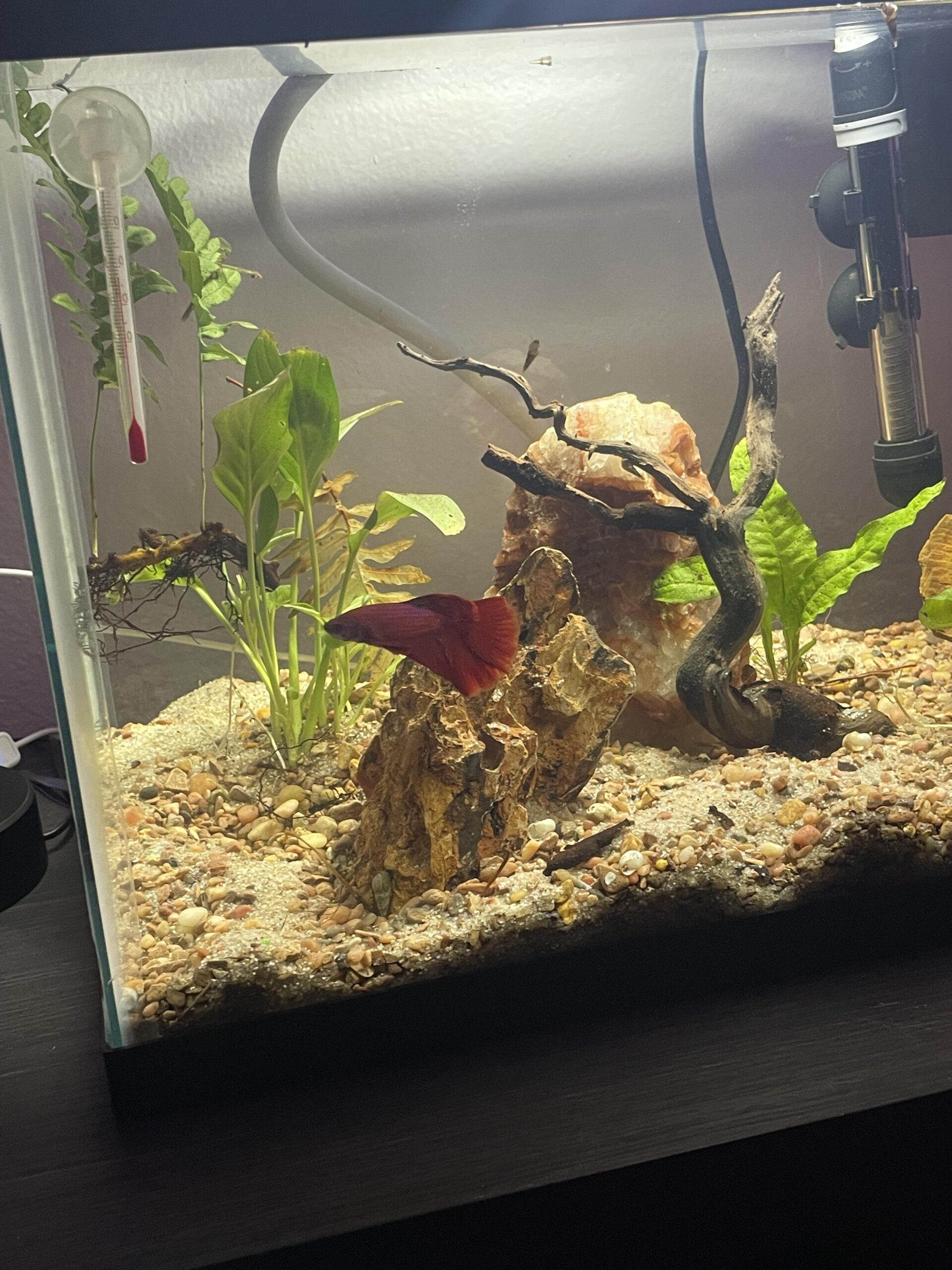 Ideal Tank Size For A Betta Fish: What Size Tank Does A Betta Need